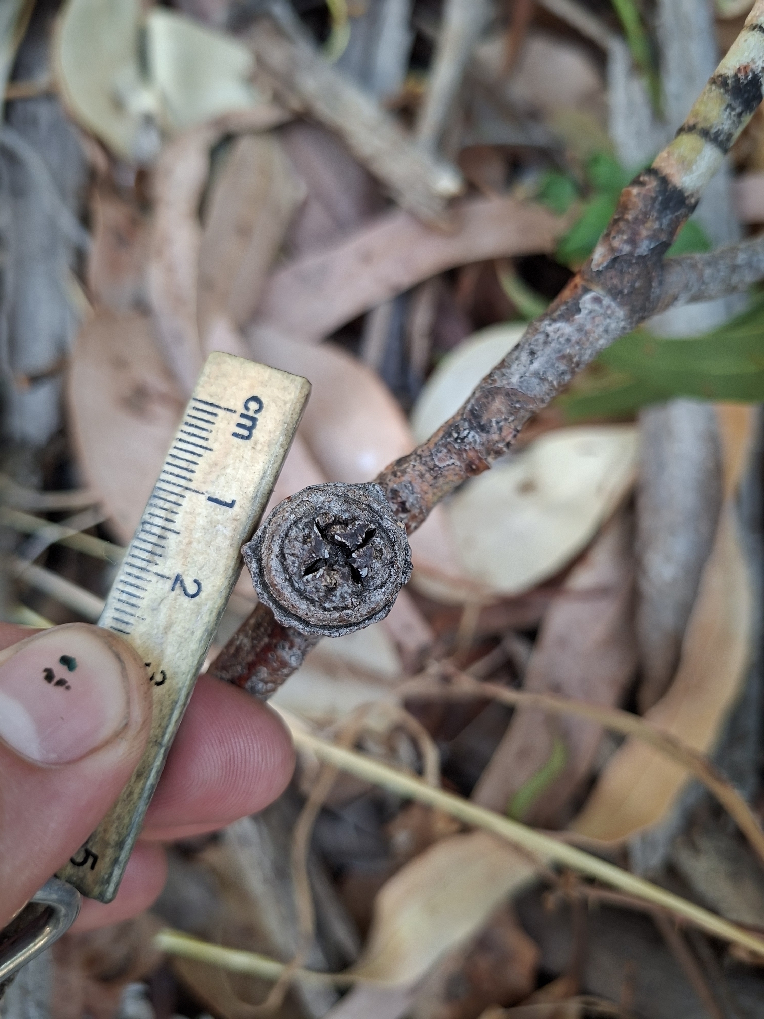 Southern Blue Gum (Eucalyptus globulus ssp. bicostata)