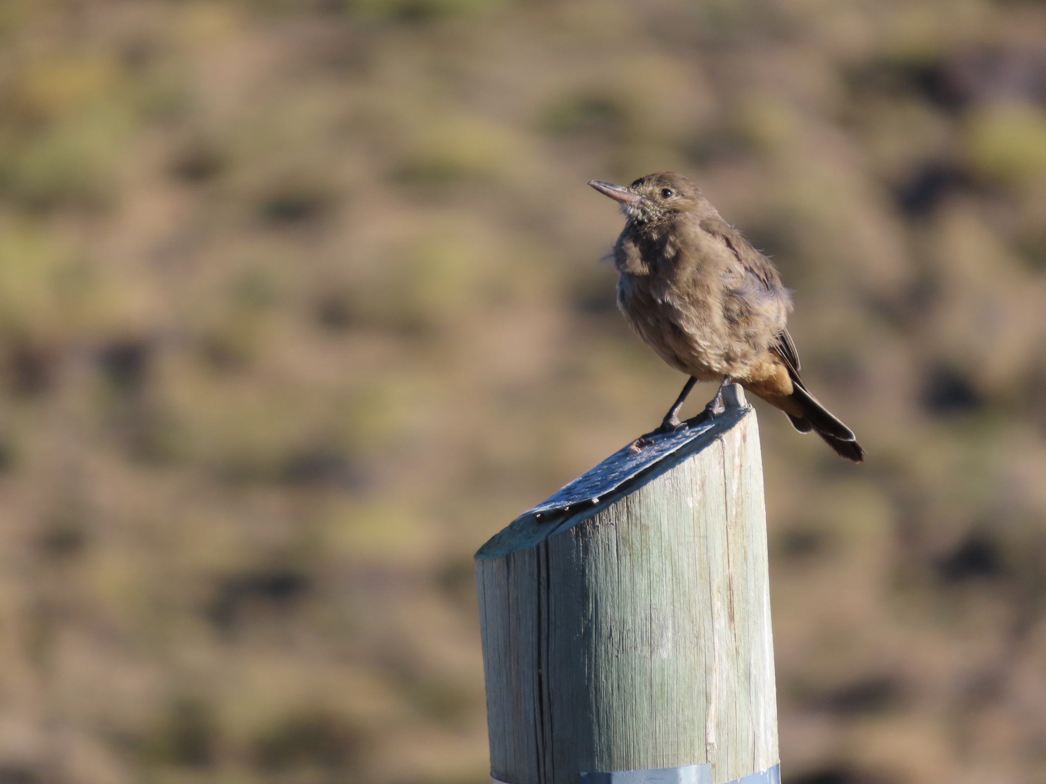 Great Shrike-Tyrant (Agriornis lividus), photo 9