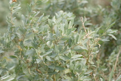 Atriplex paludosa