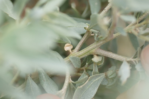 Image of Atriplex paludosa by (c) Rod Lowther, some rights reserved (CC BY)