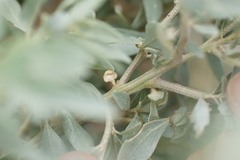Atriplex paludosa
