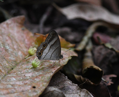 Euptychoides laccine
