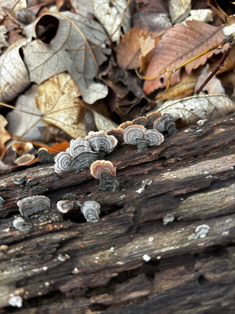 Stereum lobatum · February 2026 · photo: © bathroomstahl (iNaturalist, cc-by)