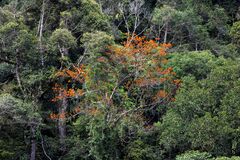 Firmiana malayana