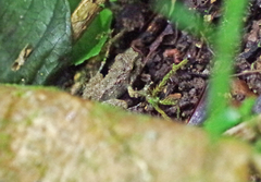 Pristimantis sobetes