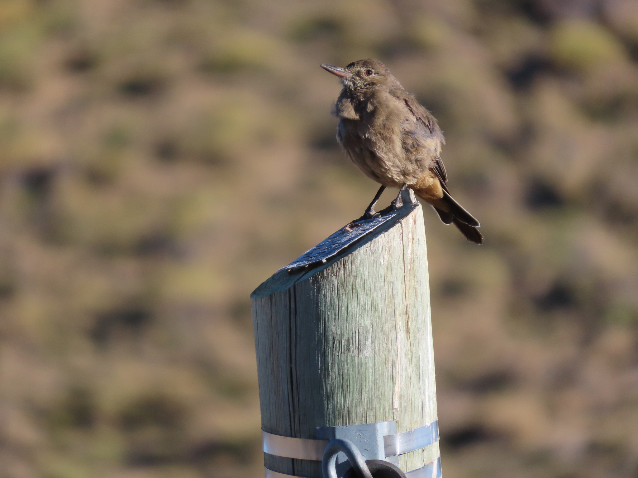 Great Shrike-Tyrant (Agriornis lividus), photo 8
