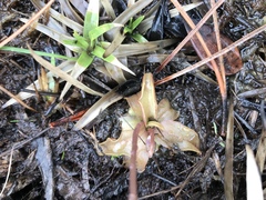 Pinguicula planifolia
