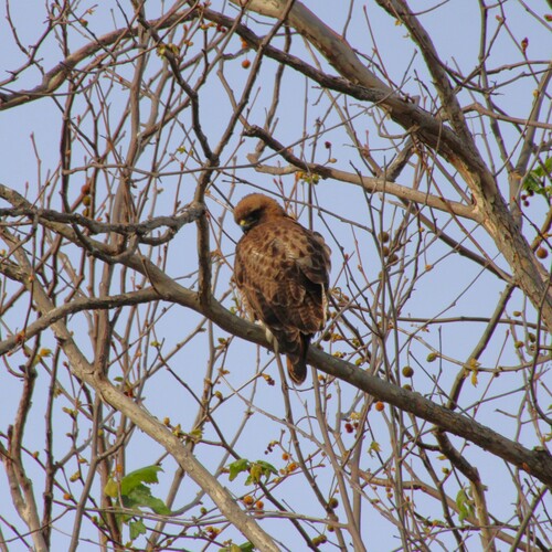 iNaturalist observation photo of Red-tailed Hawk