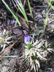 Pinguicula planifolia