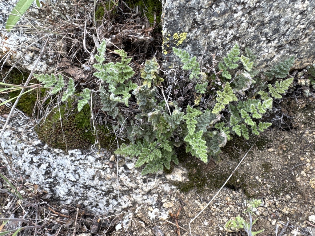 Myriopteris × parishii