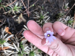 Pinguicula planifolia
