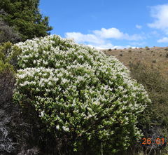 Veronica brachysiphon