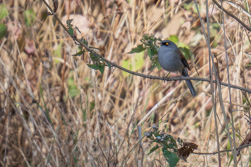 Yellow-eyed Junco (Junco phaeonotus), photo 7