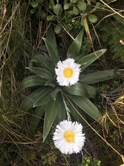 Celmisia semicordata