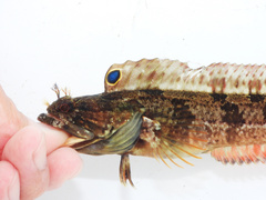Onespot Fringehead photo 1