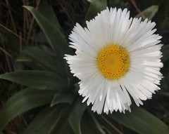 Celmisia semicordata