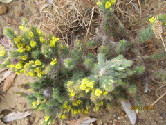 Aspalathus muraltioides