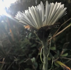 Celmisia semicordata