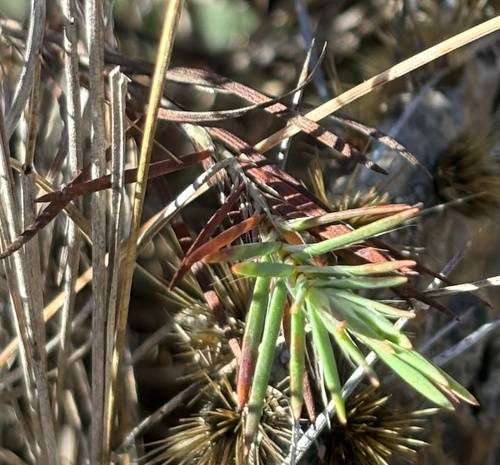 Whitlow-wort (Paronychia virginica)