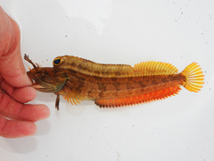 Onespot Fringehead photo 2