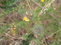 Aspalathus muraltioides