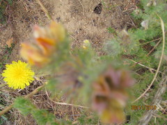 Aspalathus muraltioides