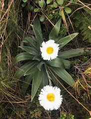 Celmisia semicordata