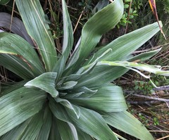 Celmisia semicordata