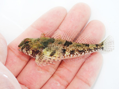 Snubnose Sculpin photo 1