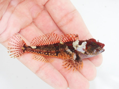 Coralline Sculpin photo 2