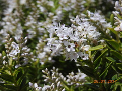 Veronica brachysiphon