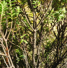 Veronica brachysiphon