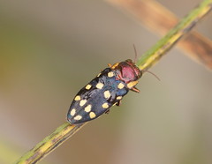 Diphucrania duodecimmaculata