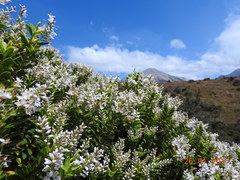 Veronica brachysiphon