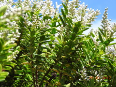 Veronica brachysiphon