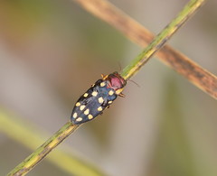 Diphucrania duodecimmaculata