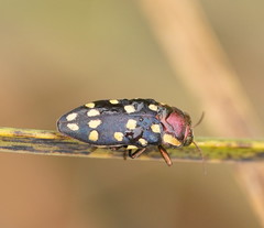 Diphucrania duodecimmaculata