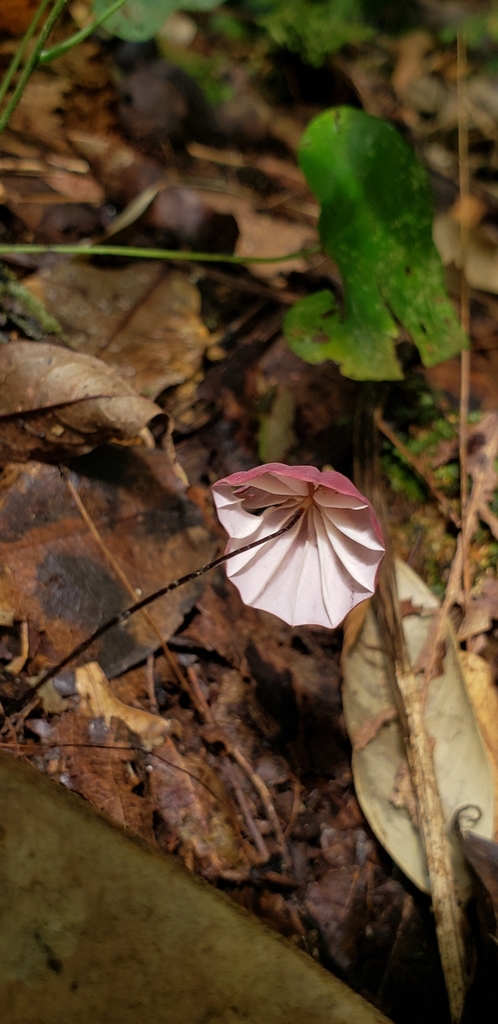 Marasmius haematocephalus · February 2020 · photo: © georgemushkal (iNaturalist, cc-by)
