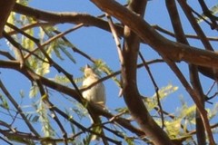Haemorhous mexicanus