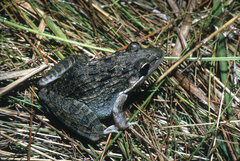 Broad-Banded Grass Frog photo 3