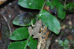 Pristimantis sobetes