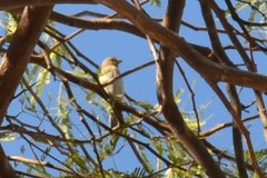 Haemorhous mexicanus