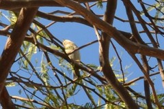 Haemorhous mexicanus
