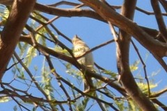 Haemorhous mexicanus