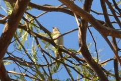 Haemorhous mexicanus