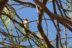 Haemorhous mexicanus