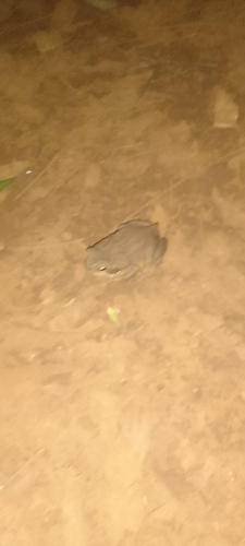 Cururu Toad
