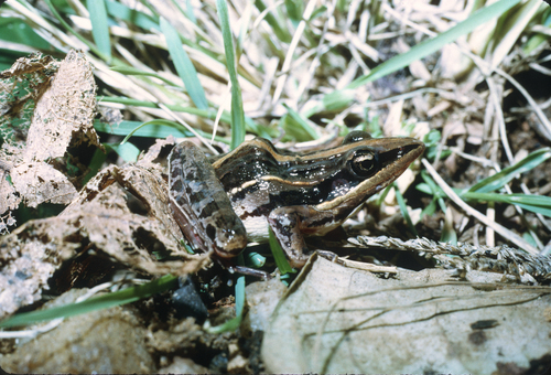 Uganda Grassland Frog, Ptychadena stenocephala