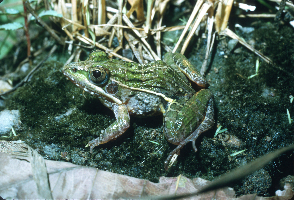 Medine Grassland Frog