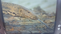 Varanus salvator